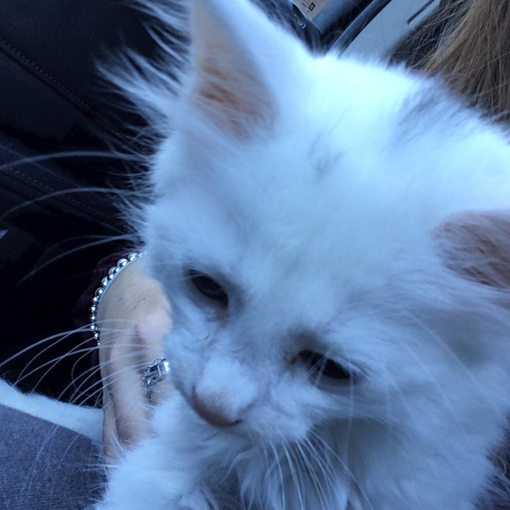 Meet your Posher, Ella